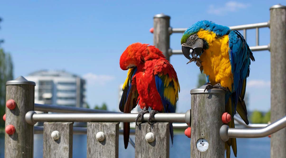 Giải mã lý do vẹt sống thọ đến 80 tuổi