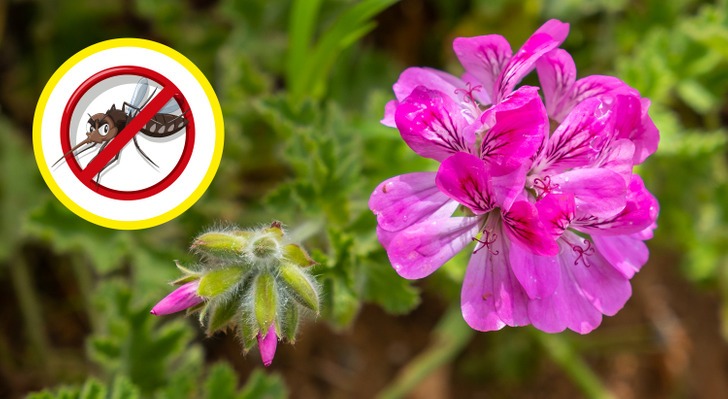 Cây trồng tốt cho sức khoẻ - Ảnh 1