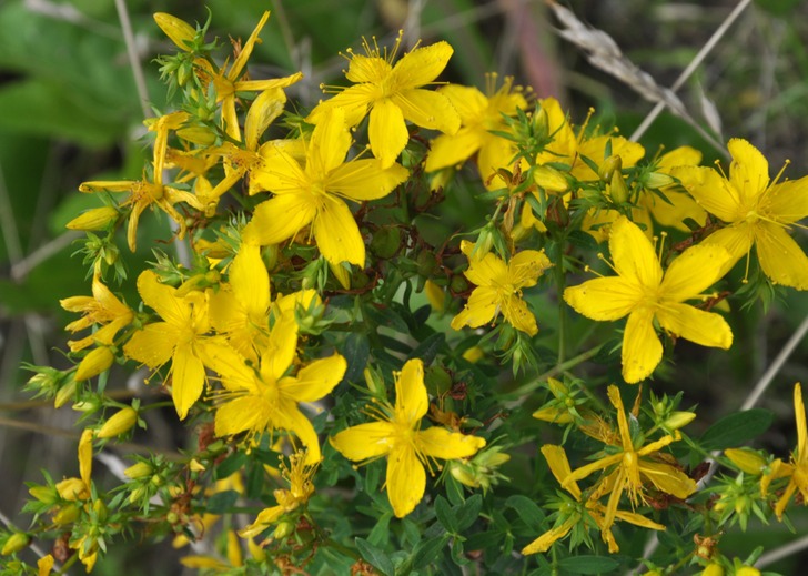 Cây trồng tốt cho sức khoẻ - Ảnh 1