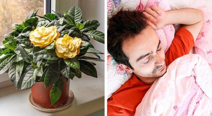 Cây trồng tốt cho sức khoẻ - Ảnh 1