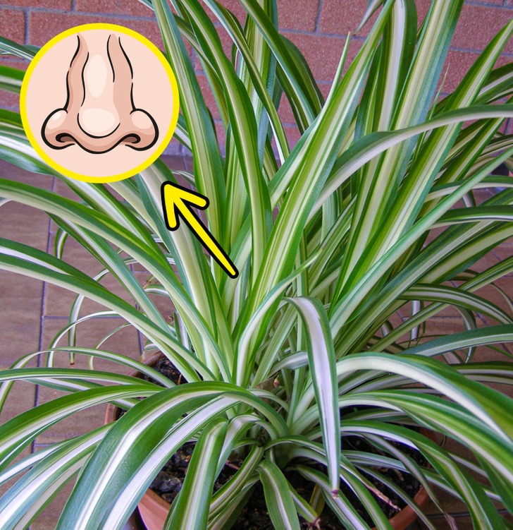 Cây trồng tốt cho sức khoẻ - Ảnh 2