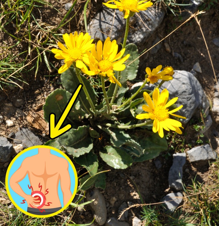 Cây trồng tốt cho sức khoẻ - Ảnh 3