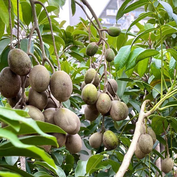 Sân vườn nhà sao - Ảnh 7