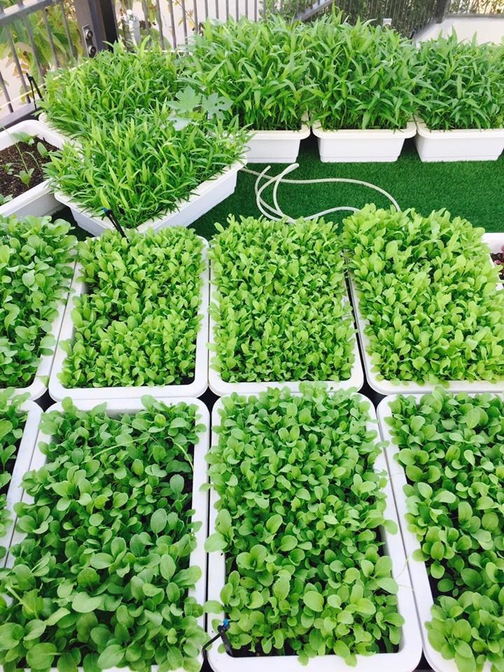 Sân vườn nhà sao - Ảnh 1