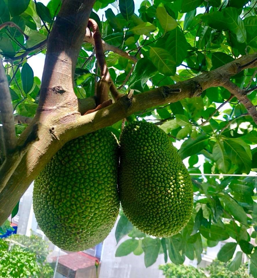 Sân vườn nhà sao - Ảnh 4