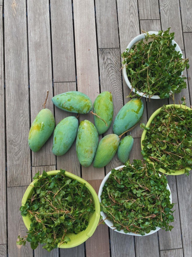 Sân vườn nhà sao - Ảnh 1