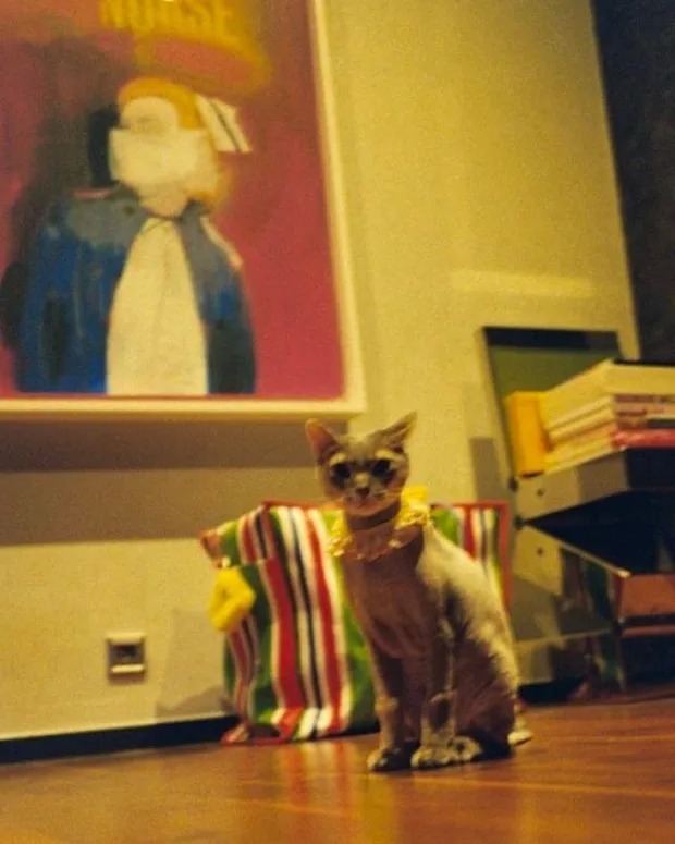 Bộ sưu tập của sao - Ảnh 1