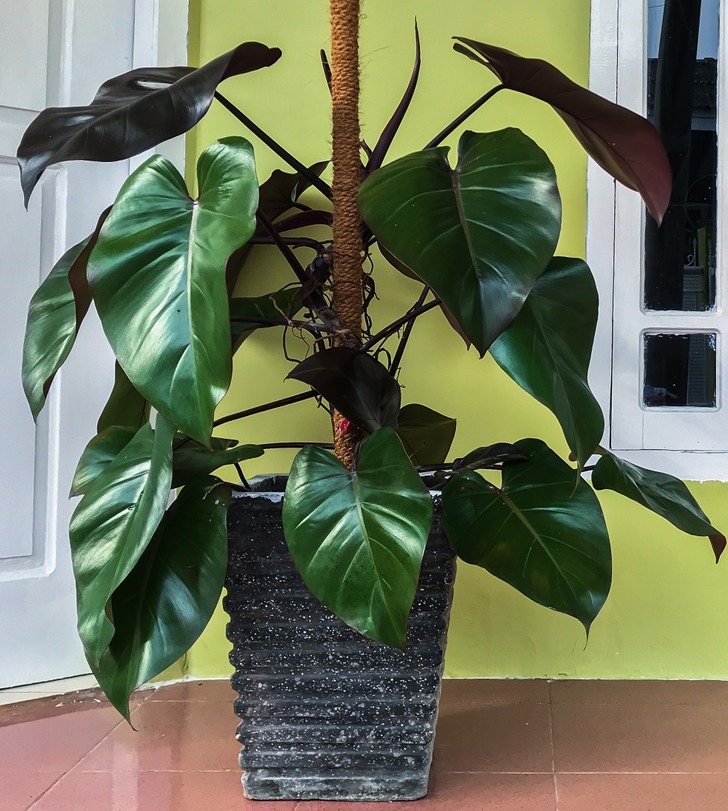 Cây trồng trong nhà - Ảnh 1
