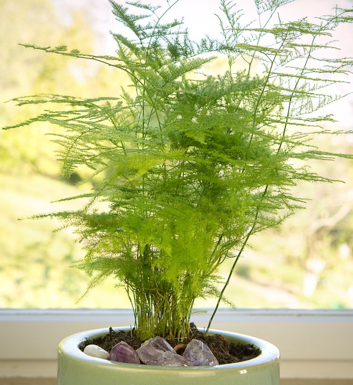 Cây trồng trong nhà - Ảnh 1