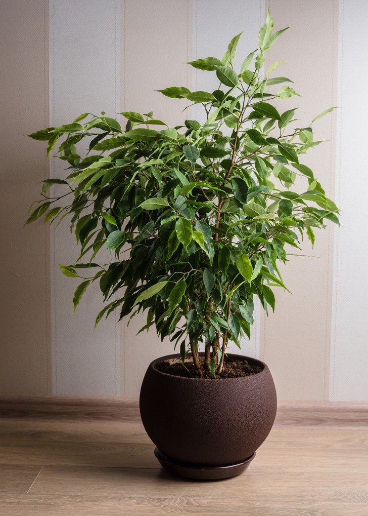 Cây trồng trong nhà - Ảnh 3