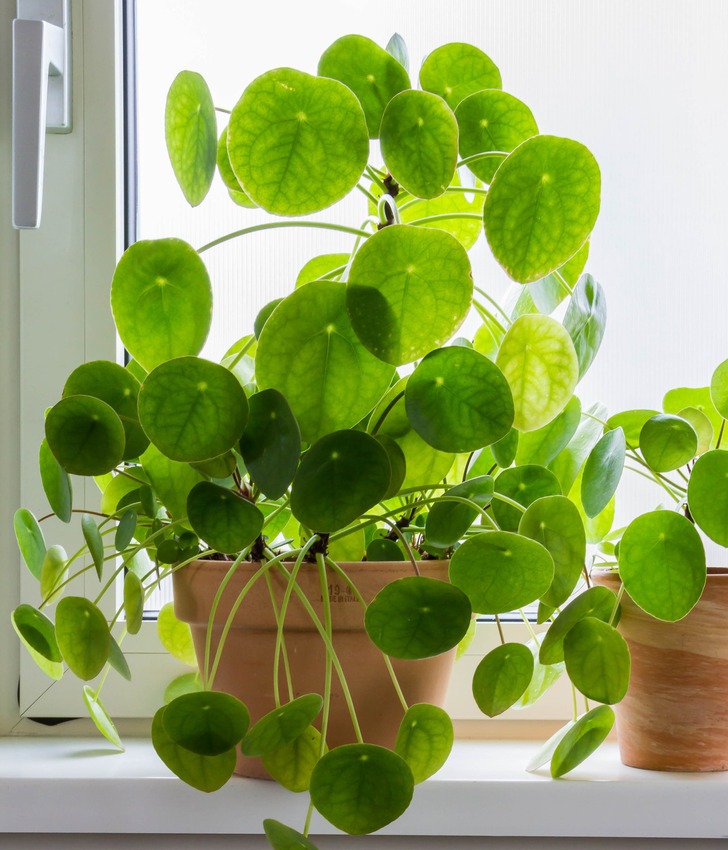 Cây trồng trong nhà - Ảnh 6