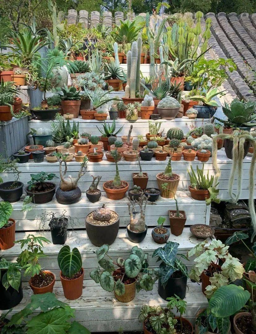 Vườn bách thảo - Ảnh 12