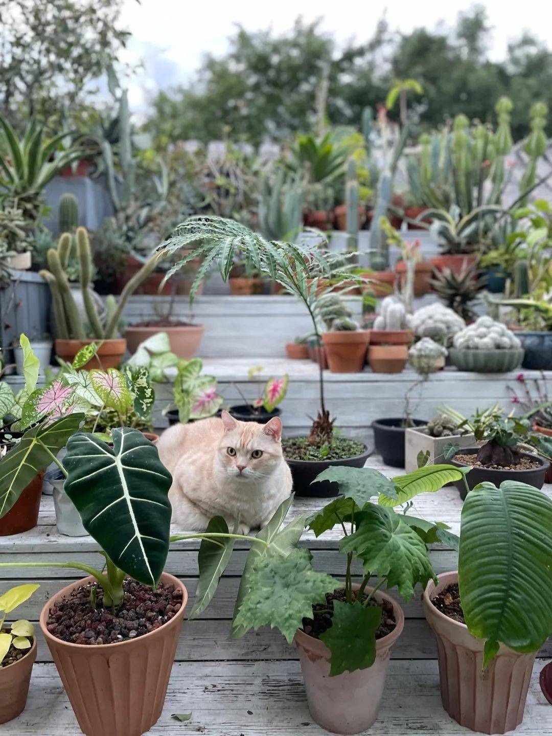 Vườn bách thảo - Ảnh 16