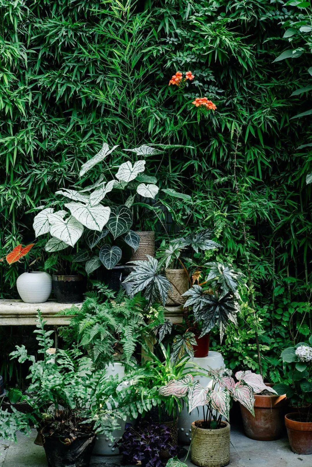 Vườn bách thảo - Ảnh 4