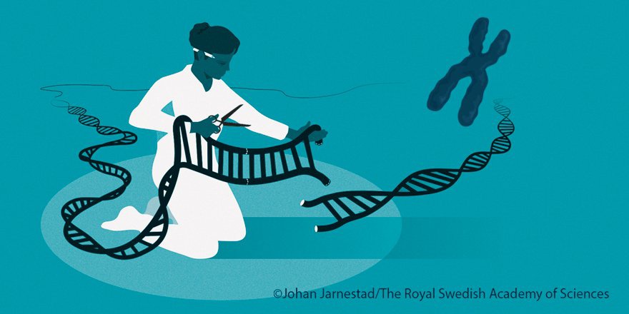 Kể từ khi hai nhà khoa học phát hiện ra kéo di truyền CRISPR/Cas9 vào năm 2012, việc sử dụng chúng đã bùng nổ. Ảnh minh họa: Viện hàn lâm Khoa học Hoàng gia Thụy Điển.