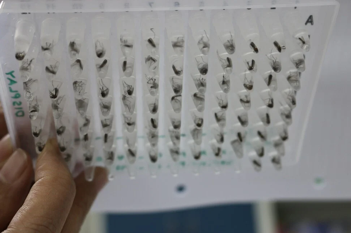 Các mẫu muỗi được tiêm vi khuẩn Wolbachia tại phòng thí nghiệm của WMP ở Indonesia. Ảnh: SCMP
