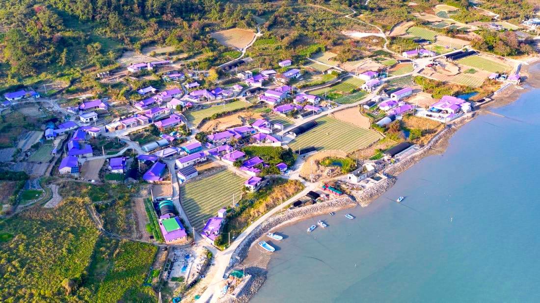 Banwol, hòn đảo tím lịm thu hút khách du lịch của Hàn Quốc