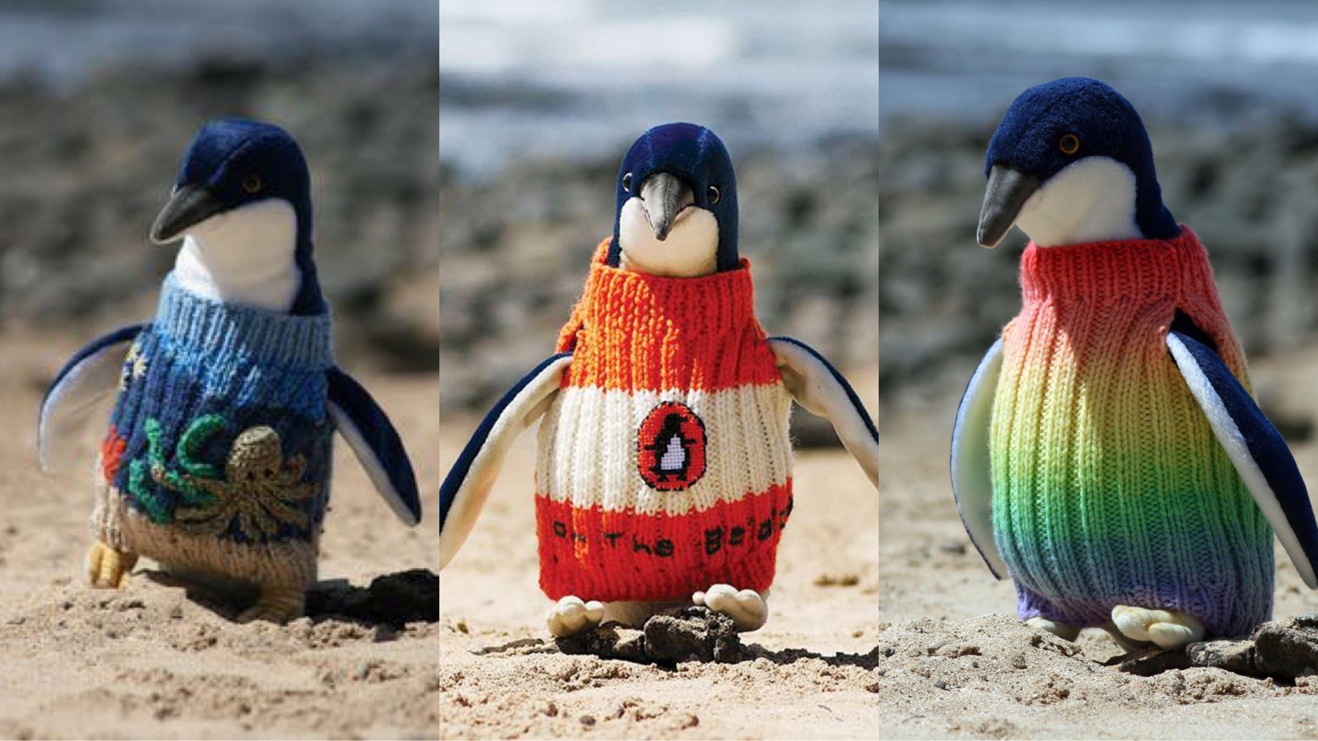 Những 'người mẫu' chim cánh cụt vô cùng đáng yêu trong những chiếc áo len xinh xắn do ông Alfred tự tay đan.
