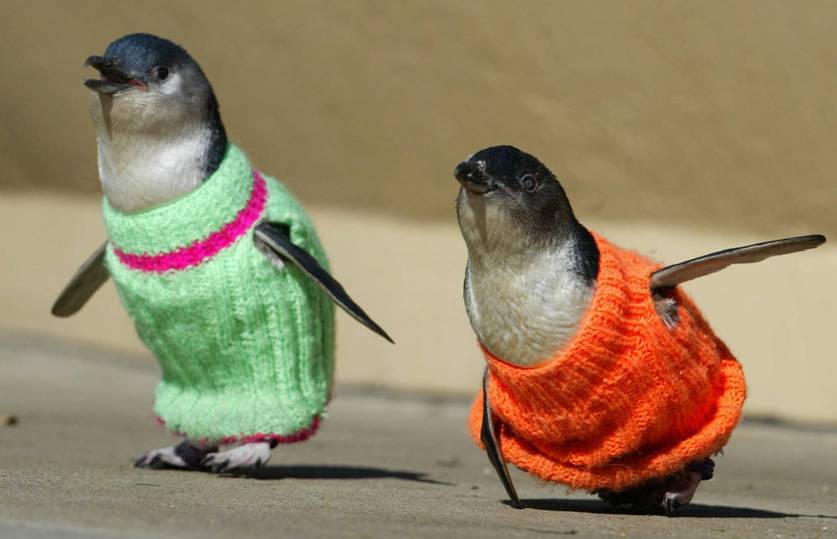 Năm 2021, chiến dịch 'Knit for Nature' đã phải tạm dừng vì tổ chức Penguin Foundation nhận được rất nhiều những chiếc áo len nhỏ bé. Chắc chắn câu chuyện của ông Alfred đã truyền cảm hứng cho nhiều người để cùng chung tay bảo vệ loài chim này.