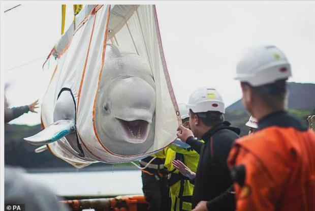 Chú cá heo trắng Beluga đã được trả lại tự do