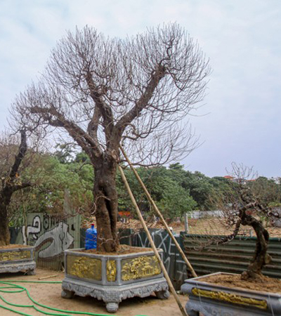 Đào cổ thụ có cây cao tới 2,5 m