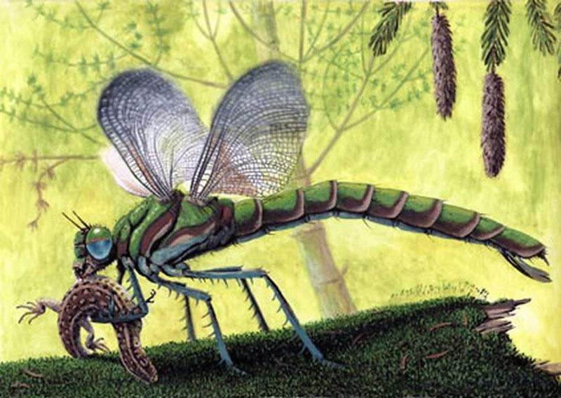 Ở kỷ Than đá, ngoài chuồn chuồn khổng lồ được mệnh danh là côn trùng lớn nhất trái đất.