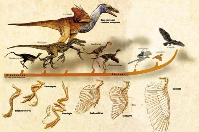 Loài chim khổng lồ thời tiền sử là thiên địch của chuồn chuồn khổng lồ.
