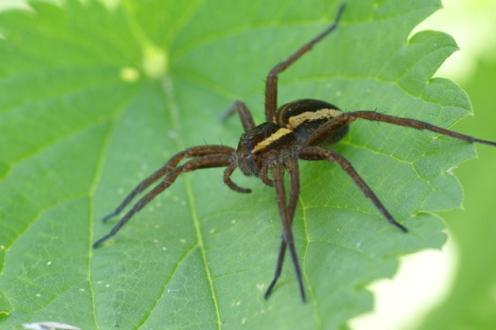 Nhện đực giơ càng, giơ chân, hoặc chúng bắt chước những con nhện đực thành công khác để quyến rũ con cái.