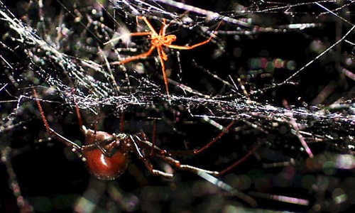 Nhện đực trói nhện cái để tránh bị ăn thịt.
