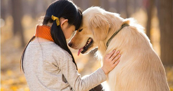 Chó có khả năng "song ngữ", nghe hiểu nhiều thứ tiếng