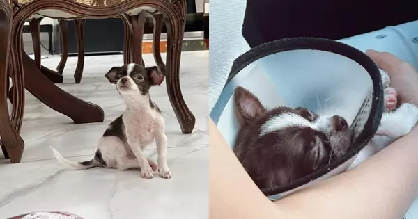 Đôi dép xăng đan 30 triệu của hot girl Trâm Anh chỉ là đồ chơi cho chó - Ảnh 3