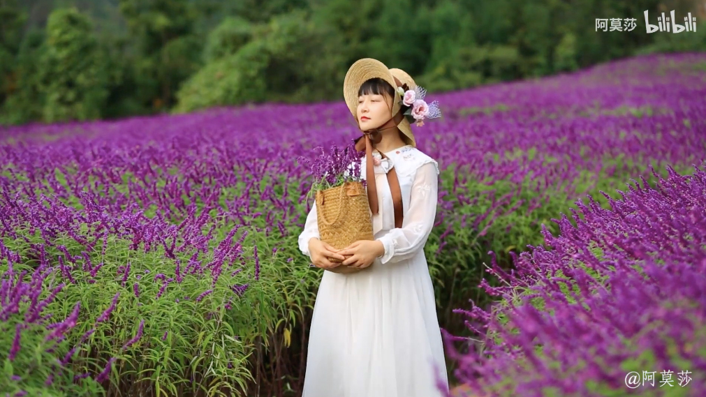 Mùa hè thực sự là mùa rực rỡ nhất. Một biển hoa hướng dương vàng óng tựa như mặt trời ấm áp nở rộ trên núi. Hoa lavender được trồng trên triền đồi thoai thoải, mang cảm giác như lạc ở cánh đồng bất tận Provence, nước Pháp.