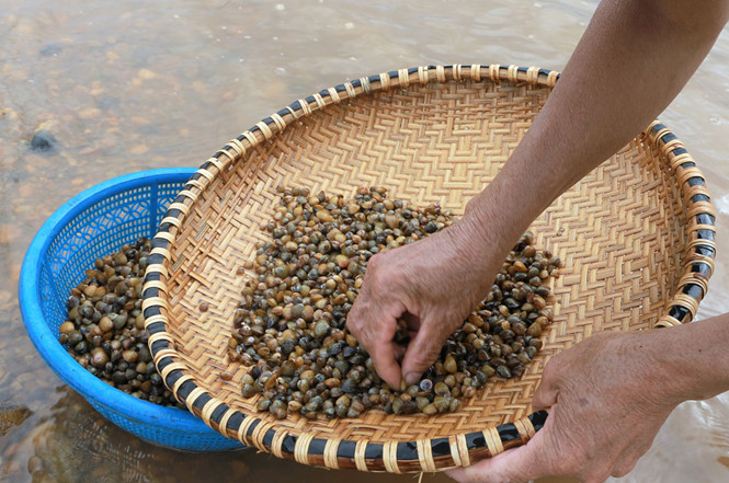 Chắt chắt - món ăn dân giã mà vui miệng đến lạ kỳ của Quảng Bình