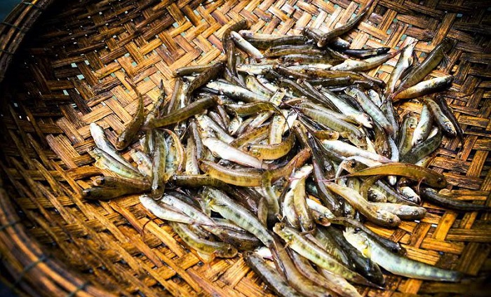 Cá bống vùi tro, đặc sản hấp dẫn, ăn một lần là nhớ đến từ Lai Châu