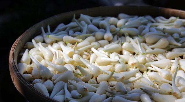 Mẹo sơ chế củ kiệu nhanh chóng, đảm bảo khi chế biến được trắng, giòn và không hăng
