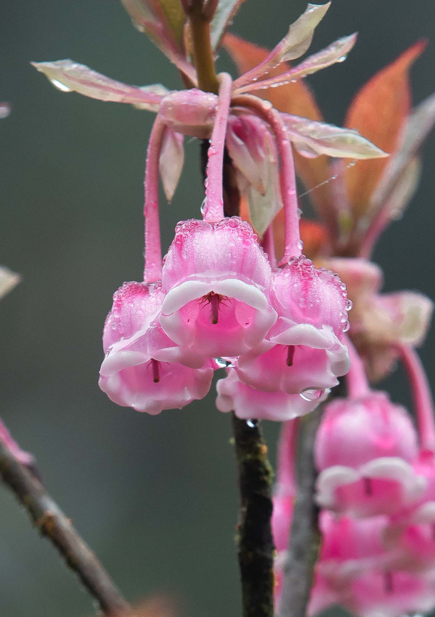 Đào chuông sinh trưởng tại Yên Tử sẽ có màu hồng phớt, hồng nhạt và mịn màng hơn một chút