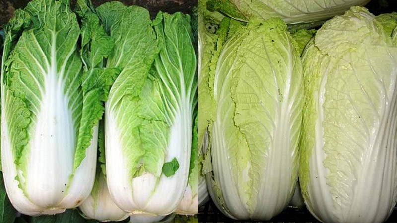 Cải thảo trắng và cải thảo xanh, nên chọn mua loại nào mới có nhiều dinh dưỡng?