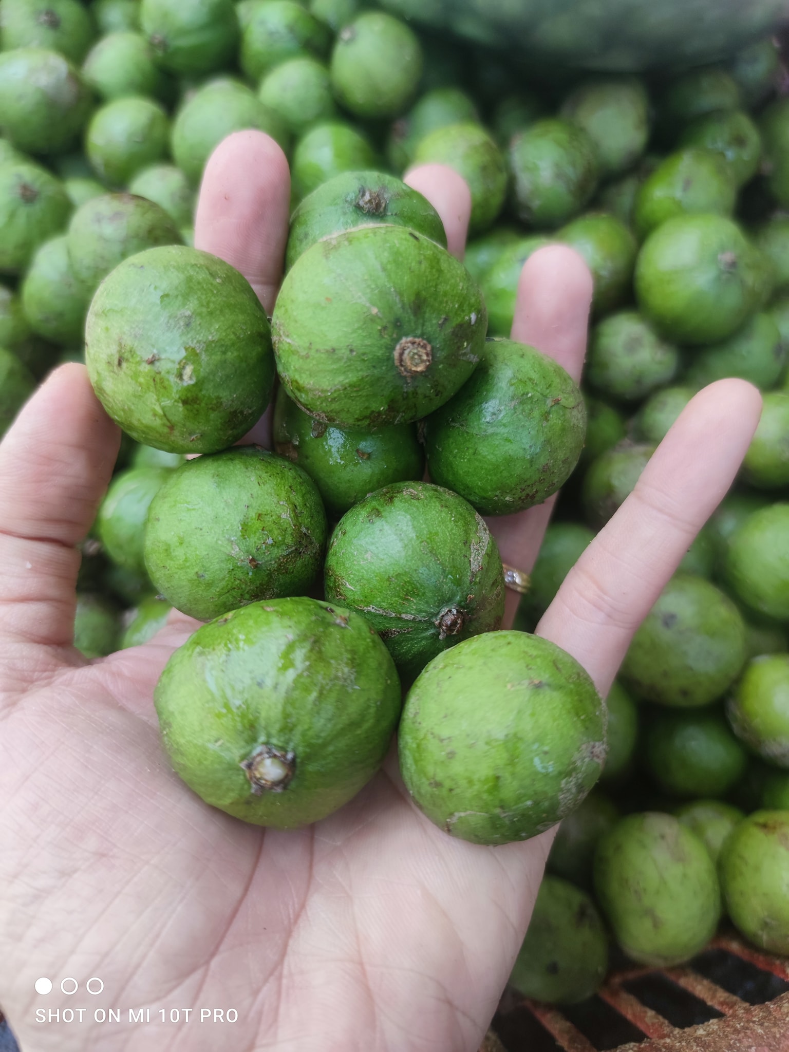 Mẹ đảm chia sẻ mẹo ngâm sấu quả không bị nhăn nheo trong ngày hè nóng nực - Ảnh 1