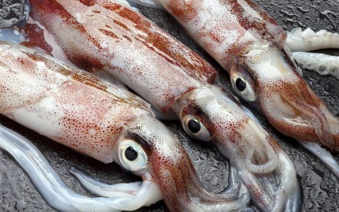 6 mẹo giúp người nội trợ chọn mua mực và bạch tuộc tươi, ngon, không ngâm hóa chất- Ảnh 1