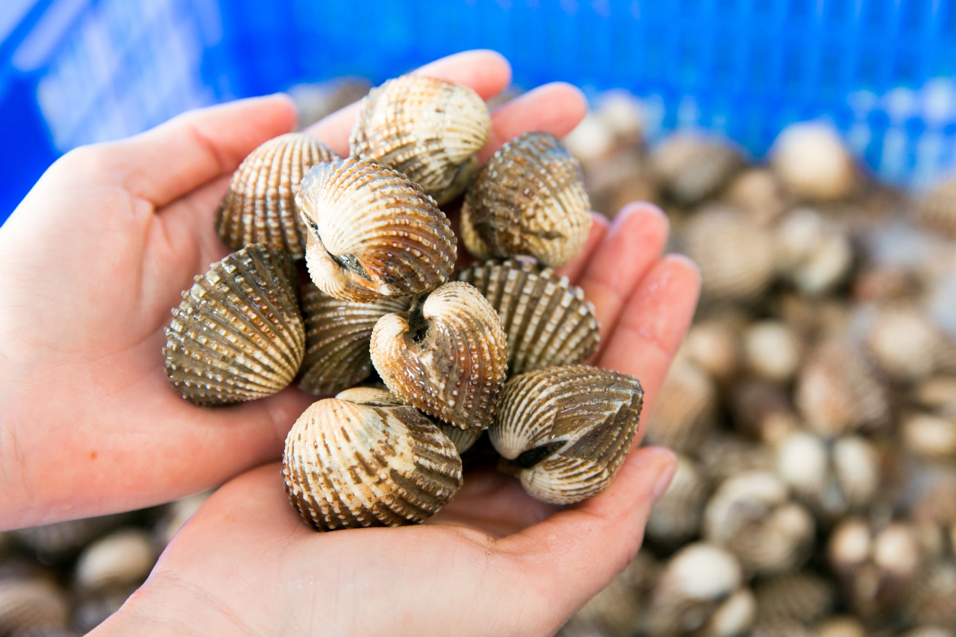 Cách làm gỏi sò huyết kiểu Thái chua cay, chuẩn vị lại không sợ bị tanh - Ảnh 1