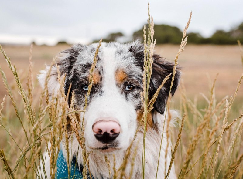 Chó chăn cừu Úc