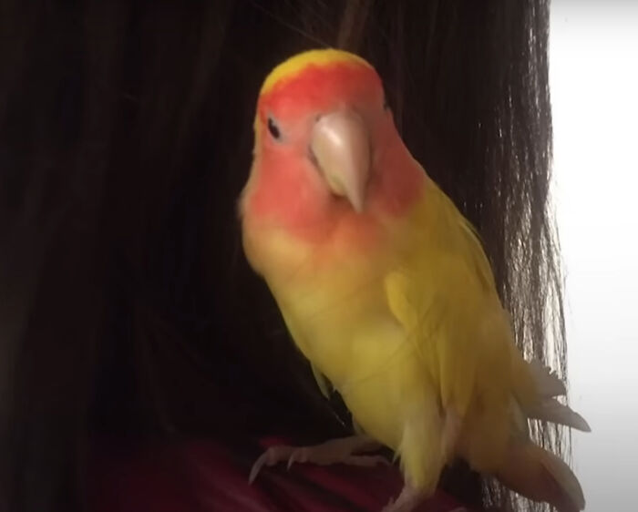 Hình ảnh Blondie trước đây