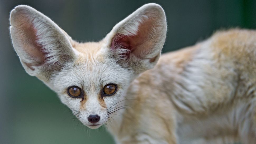 Cáo Fennec