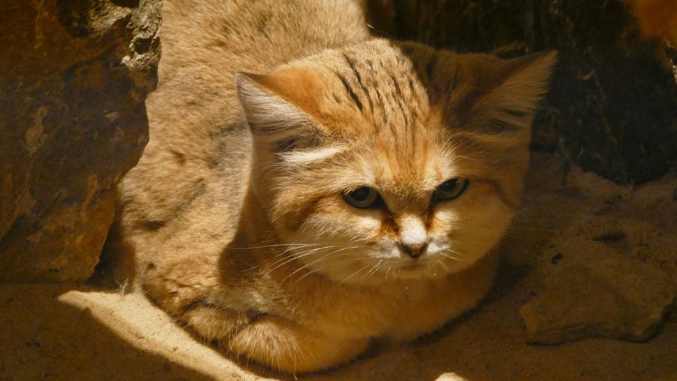Mèo cát