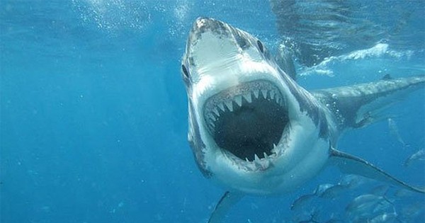 Cá mập có ngủ không khi mở mắt cả đời?