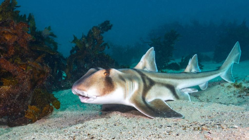 Cá mập Port Jackson (Heterodontus portusjacksoni) là một trong những loài cá mập có dấu hiệu sắp chuyển sang trạng thái nghỉ ngơi