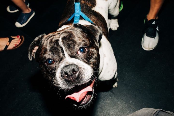 Con chó nhìn thế giới này như thế nào?