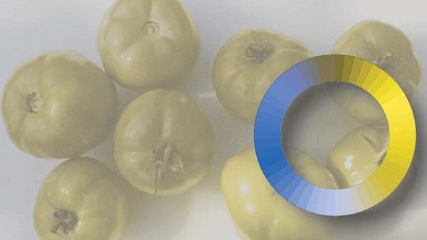 Cà chua xanh và đỏ xuất hiện như thế nào đối với những chú chó có hệ thống thị giác màu xanh lam-vàng