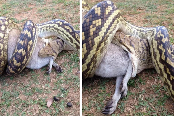 Cận cảnh con trăn nuốt nguyên cá sấu và hươu sao vào bụng