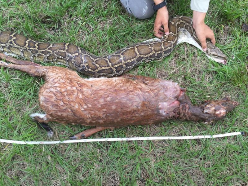 Đáng sợ trước khoảnh khắc trăn nuốt nguyên cá sấu và các động vật khác - Ảnh 1